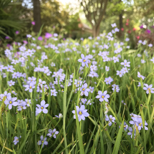 Blue-eyed Grass Blue Note 1g (Sisyrinchium angustifolium 'Lucerne')